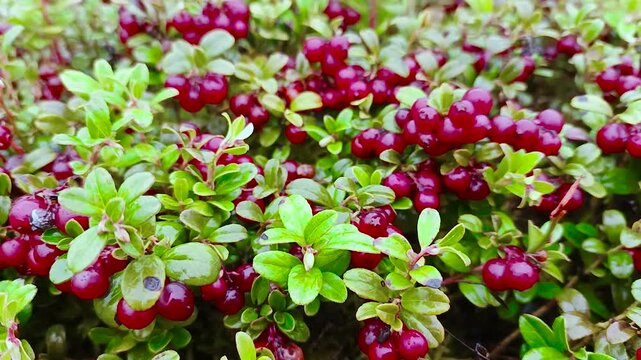 Wild lingonberries grow in the forest