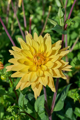 dahlia Gelber Vulcan with yellow petals and a green background