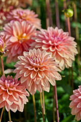 dahlia Kick Off, pink and peach colored flower leaves with dew drops in the morning sun