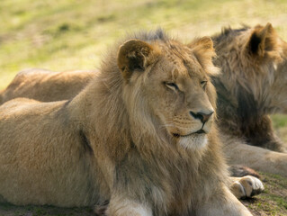 Obraz premium Lion brun