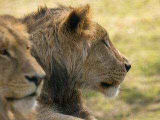 Lion brun
