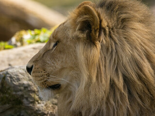 Lion brun