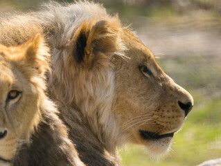 Lion brun