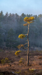 Single pine tree standing in a bog. The tree has a distinctive shape with sparse, flat branches. The landscape in the background consists of a dense coniferous forest line. Blue sky and sunshine. 