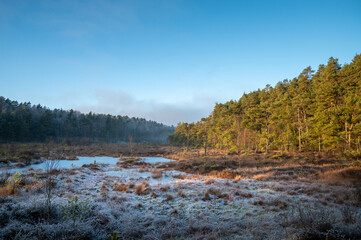 Bog, marsh, a wetland area covered by frost. Forest, blue sky and sunshine. Swedish nature landscape. Photography taken in November.