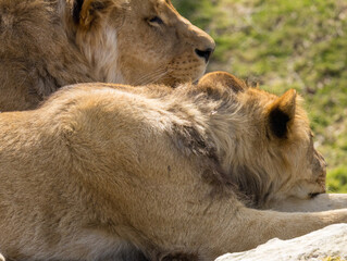 Lion brun