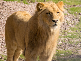 Lion brun