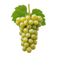 Fototapeta premium Bunch of Ripe Green Grapes Hanging on a Vine With Fresh Green Leaves