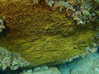 Stony colonial coral Oculina patagonica undersea, Ligurian Sea, Italy, Imperia