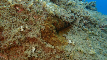 Stony colonial coral Oculina patagonica undersea, Ligurian Sea, Italy, Imperia