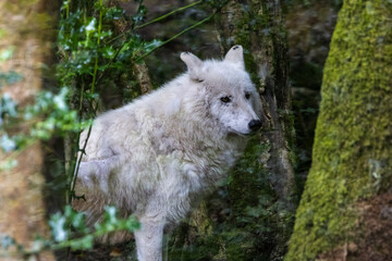 Fototapeta premium Loup Blanc
