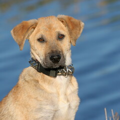 golden retriever in the water