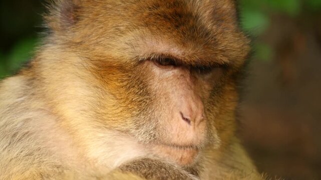 barbary macaque searching for fur parasites, portrait 8