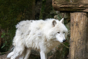 Obraz premium Loup Blanc