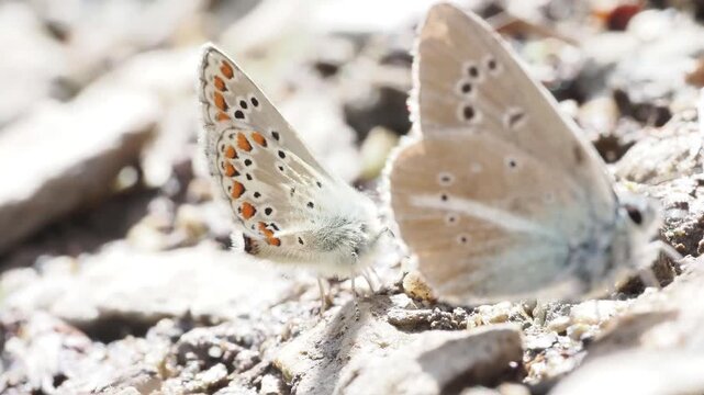 Azur&eacute; de la faucille (Polyommatus damon) pos&eacute; au sol &agrave; Tignes, France &ndash; L&eacute;pidopt&egrave;re bleu en comportement naturel