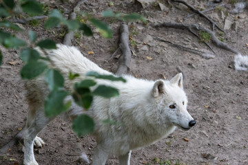 Obraz premium Loup Blanc