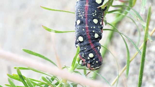 Chenille du Sphinx de l&rsquo;euphorbe (Hyles euphorbiae) se d&eacute;pla&ccedil;ant sur tige et substrat &agrave; Tignes, France &ndash; L&eacute;pidopt&egrave;re en activit&eacute;