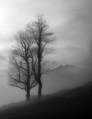 tree in fog