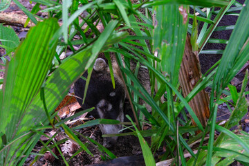 Quepos, Costa Rica - November 16, 2025: A white-nosed coati also known as pizote in Manuel Antonio National Park in Costa Rica.