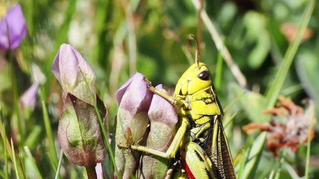 Criquet fusque (Arcyptera fusca) dans la v&eacute;g&eacute;tation alpine &agrave; Tignes, France &ndash; Orthopt&egrave;re en comportement naturel