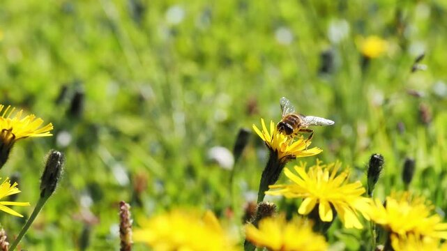 Syrphe des corbeilles (Eristalis tenax) sur fleur jaune &agrave; Tignes, France &ndash; Dipt&egrave;re pollinisateur en comportement naturel