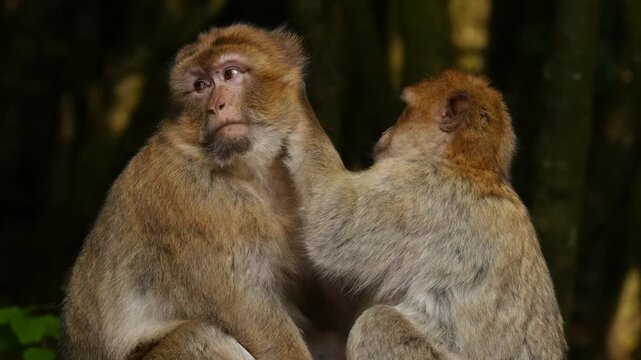 barbary macaque searching for fur parasites, portrait 9