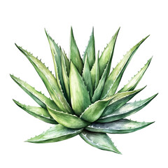Fototapeta premium Green Aloe Vera Plant With Sharp Leaves Displayed on a Plain Background