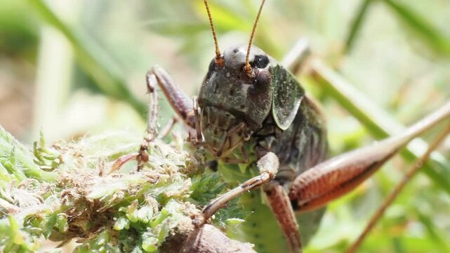 Sauterelle Metrioptera sp. dans l&rsquo;herbe &agrave; Tignes, France &ndash; Tettigoniidae en comportement naturel