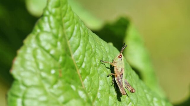 Criquet des p&acirc;tures (Pseudochorthippus parallelus) sur v&eacute;g&eacute;tation alpine &agrave; Tignes, France &ndash; Orthopt&egrave;re en comportement naturel