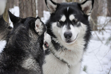 Two Malamutes playing in a snowy forest. One dog is looking into the camera, while the other is turned sideways.
