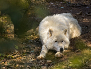 Loup Blanc