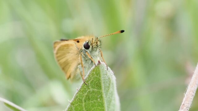 Hesp&eacute;rie de la houque (Thymelicus lineola) dans la v&eacute;g&eacute;tation alpine &agrave; Tignes, France &ndash; Papillon de jour en comportement naturel