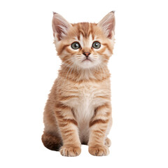 Fototapeta premium Cute Orange Tabby Kitten Sitting on White Background Looking Curious and Playful