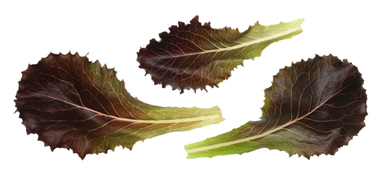 Red leaf lettuce set flying, isolated on white background, clipping path