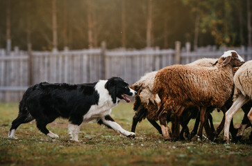 Fototapeta premium Black White Australian Shepherd Herding Sheep Outdoors. A black and white Australian Shepherd is herding a flock of sheep on a grassy field near a wooden fence.