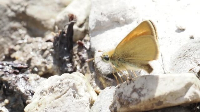 Hesp&eacute;rie de la houque (Thymelicus lineola) dans la v&eacute;g&eacute;tation alpine &agrave; Tignes, France &ndash; Papillon de jour en comportement naturel