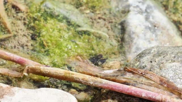 Abeille domestique (Apis mellifera) en train de boire &agrave; Tignes, France &ndash; Hym&eacute;nopt&egrave;re pollinisateur en comportement estival