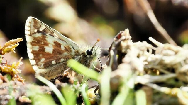 Hesp&eacute;rie de la scabieuse (Pyrgus carlina) dans la v&eacute;g&eacute;tation alpine &agrave; Tignes, France &ndash; Papillon de jour en comportement naturel