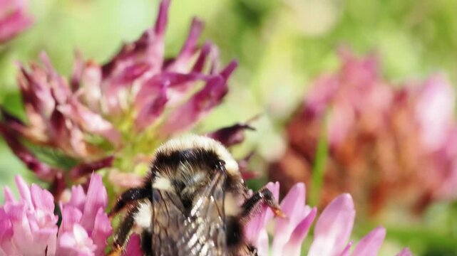 Bourdon des pr&eacute;s (Bombus pascuorum) butinant des fleurs alpines &agrave; Tignes, France &ndash; Hym&eacute;nopt&egrave;re pollinisateur en activit&eacute;