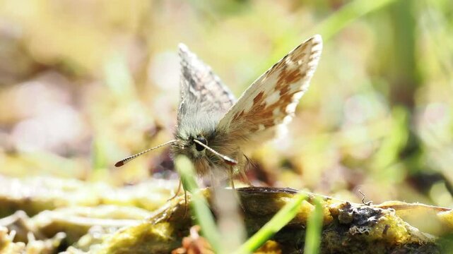 Hesp&eacute;rie de la scabieuse (Pyrgus carlina) dans la v&eacute;g&eacute;tation alpine &agrave; Tignes, France &ndash; Papillon de jour en comportement naturel