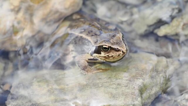 Grenouille rousse (Rana temporaria) dans une zone humide alpine &agrave; Tignes, France &ndash; Amphibien en comportement naturel