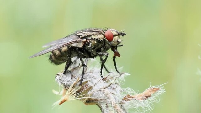 Mouche Sarcophagidae ind&eacute;termin&eacute;e sur plante alpine &agrave; Tignes, France &ndash; Dipt&egrave;re en comportement naturel
