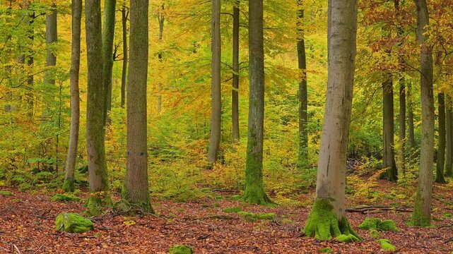 Laubwald, Buche, Eiche, Herbst, Spessart, Bayern, Deutschland