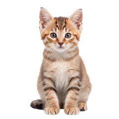 Obraz premium Cute Orange Tabby Kitten Sitting on White Background Looking Curious and Playful