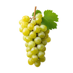 Fototapeta premium Bunch of Ripe Green Grapes Hanging on a Vine With Fresh Green Leaves