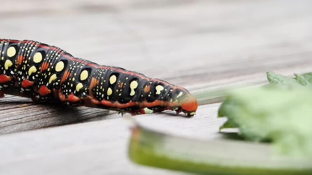 Chenille du Sphinx de l&rsquo;euphorbe (Hyles euphorbiae) se d&eacute;pla&ccedil;ant sur tige et substrat &agrave; Tignes, France &ndash; L&eacute;pidopt&egrave;re en activit&eacute;