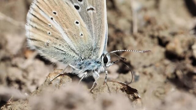 Azur&eacute; de la faucille (Polyommatus damon) pos&eacute; au sol &agrave; Tignes, France &ndash; L&eacute;pidopt&egrave;re bleu en comportement naturel