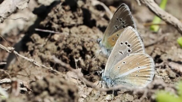 Azur&eacute; de la faucille (Polyommatus damon) pos&eacute; au sol &agrave; Tignes, France &ndash; L&eacute;pidopt&egrave;re bleu en comportement naturel