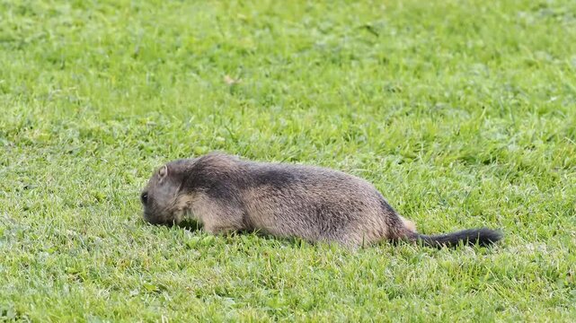 Marmotte des Alpes (Marmota marmota) en activit&eacute; dans une prairie alpine &agrave; Tignes, France &ndash; Comportements sociaux, alimentation et d&eacute;placements