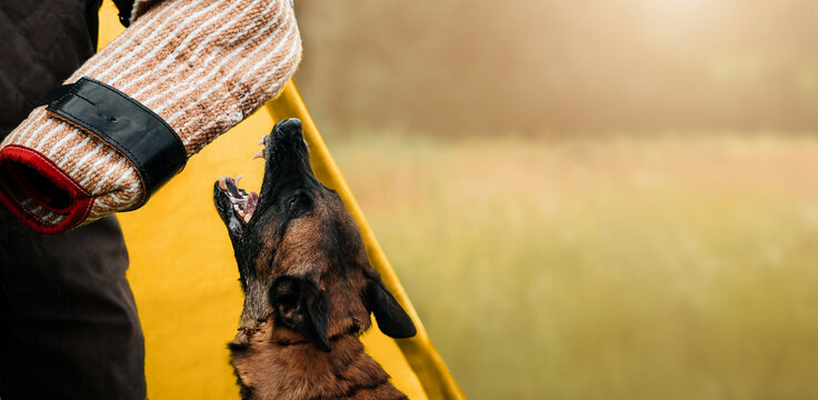 Working Dog Training with Protective Bite Sleeve. A focused working dog in mid-training bites a protective sleeve worn by a trainer.